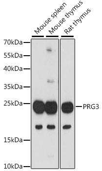 PRG3 Rabbit pAb