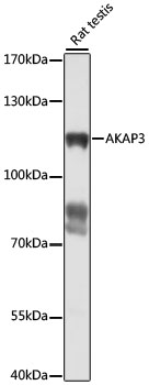 AKAP3 Rabbit pAb