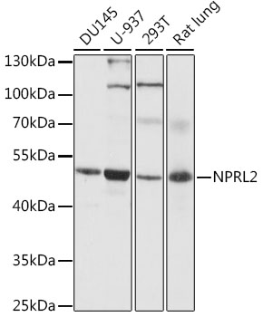 NPRL2 Rabbit pAb