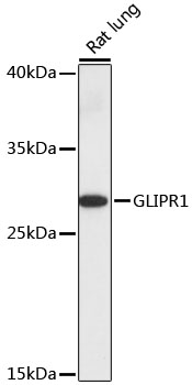 GLIPR1 Rabbit pAb