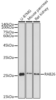 RAB26 Rabbit pAb