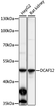 DCAF12 Rabbit pAb