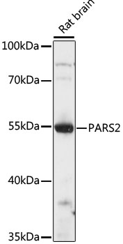 PARS2 Rabbit pAb