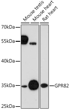 GPR82 Rabbit pAb