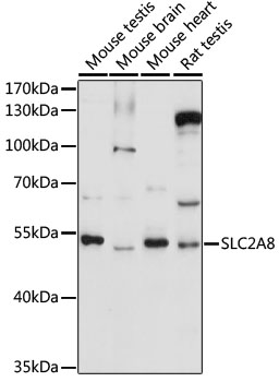 SLC2A8 Rabbit pAb