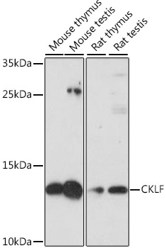 CKLF Rabbit pAb