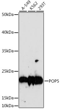 POP5 Rabbit pAb