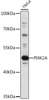 PI4K2A Rabbit pAb