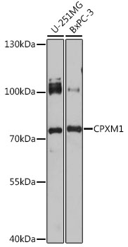 CPXM1 Rabbit pAb