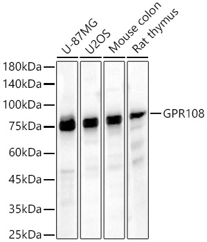 GPR108 Rabbit pAb