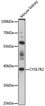 CYSLTR2 Rabbit pAb