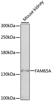 FAM65A Rabbit pAb