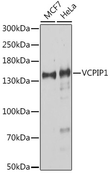 VCPIP1 Rabbit pAb