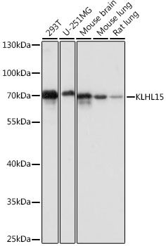 KLHL15 Rabbit pAb