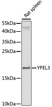 YPEL3 Rabbit pAb