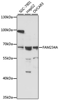 FAM234A Rabbit pAb