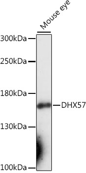 DHX57 Rabbit pAb