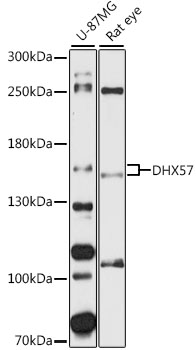 DHX57 Rabbit pAb