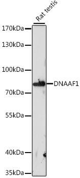 DNAAF1 Rabbit pAb