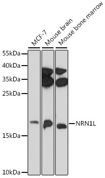 NRN1L Rabbit pAb