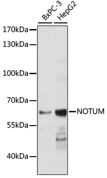 NOTUM Rabbit pAb