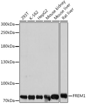 FREM1 Rabbit pAb