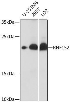 RNF152 Rabbit pAb