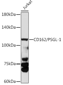 CD162/PSGL-1 Rabbit pAb