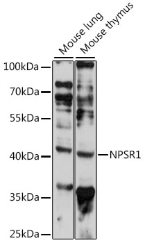 NPSR1 Rabbit pAb