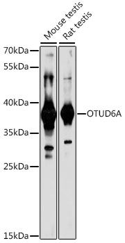 OTUD6A Rabbit pAb
