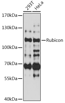 Rubicon Rabbit pAb