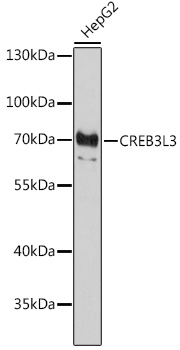CREB3L3 Rabbit pAb