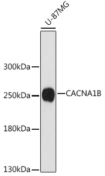 CACNA1B Rabbit pAb