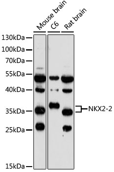 NKX2-2 Rabbit pAb