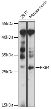 PRB4 Rabbit pAb
