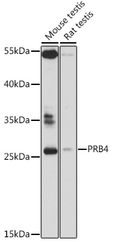 PRB4 Rabbit pAb