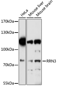 RRN3 Rabbit pAb