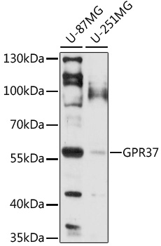 GPR37 Rabbit pAb
