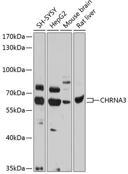 CHRNA3 Rabbit pAb