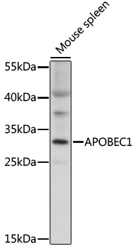 APOBEC1 Rabbit pAb