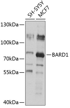 BARD1 Rabbit pAb