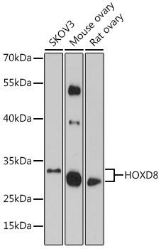 HOXD8 Rabbit pAb