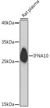 IFNA10 Rabbit pAb