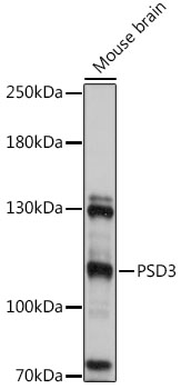 PSD3 Rabbit pAb