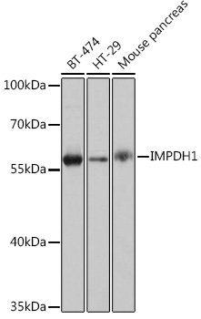 IMPDH1 Rabbit pAb