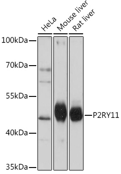 P2RY11 Rabbit pAb