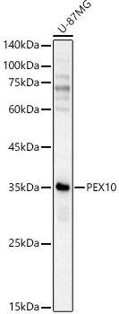 PEX10 Rabbit pAb