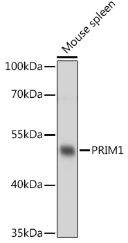 PRIM1 Rabbit pAb