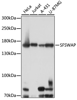 SFSWAP Rabbit pAb