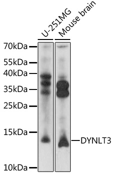 DYNLT3 Rabbit pAb